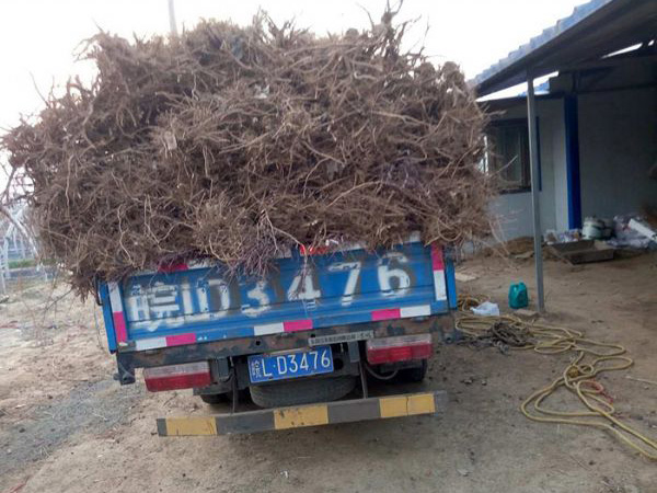 裝車(chē)現場(chǎng)