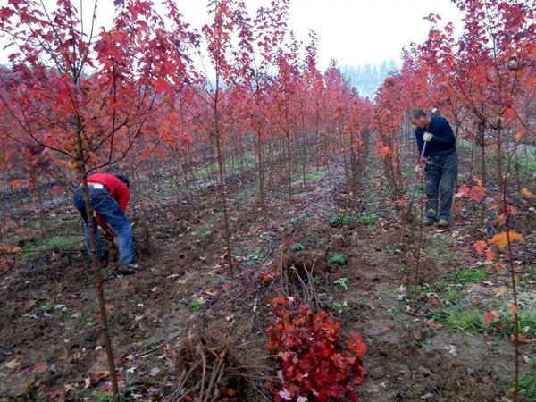 裝車(chē)現場(chǎng)