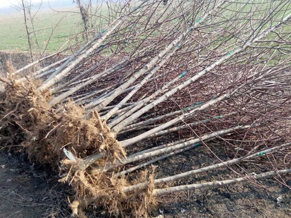 裝車(chē)現場(chǎng)