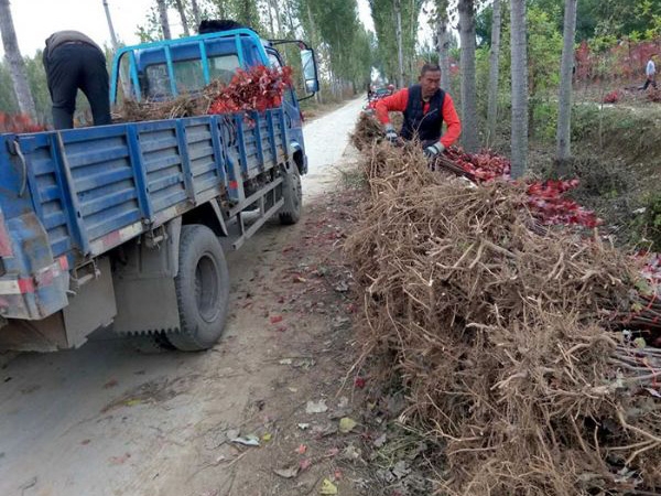 裝車(chē)現場(chǎng)
