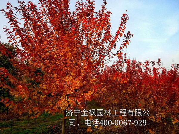 三、購買(mǎi)我們紅楓具體流程是怎么進(jìn)行的？