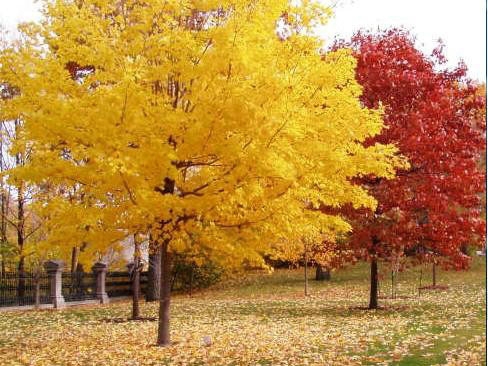 一、我們的紅楓為何能保障在同類(lèi)產(chǎn)品中價(jià)錢(qián)低？