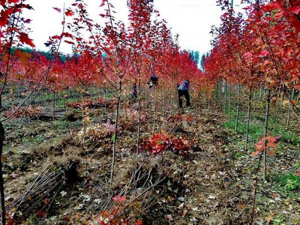 裝車(chē)現場(chǎng)