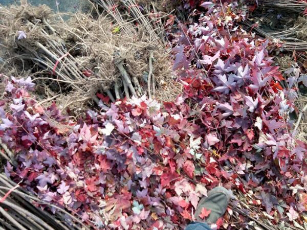 裝車(chē)現場(chǎng)