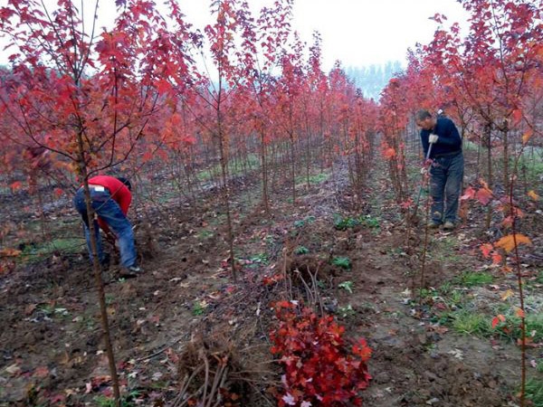 裝車(chē)現場(chǎng)