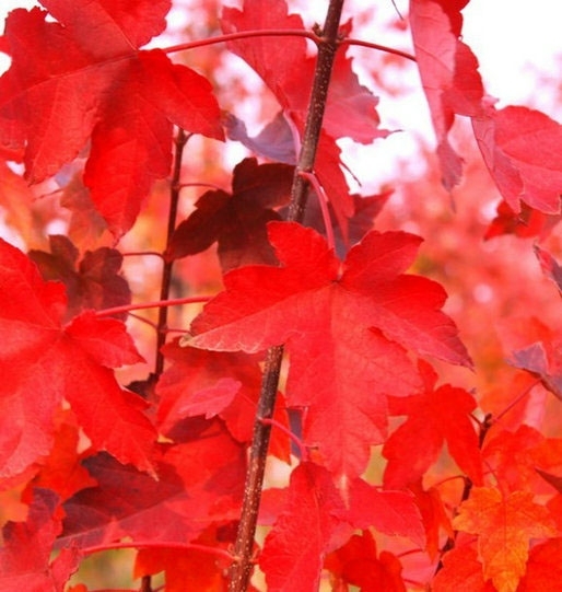 美國紅楓種植和管理時(shí)要注意哪些事項